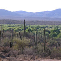 Rio Altar riparian vegetation surrounded by desert, Tubutama, Sonora