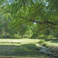 Rio Altar riparian vegetation under Tubutama bridge