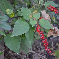 Rivina humilis