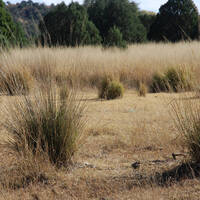 Sacaton grassland near Canelo Hills
