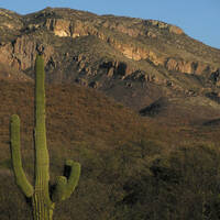 Saguaro and the northern Sierra El Humo
