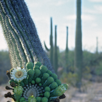 Hanging saguaro arm with flowers and buds