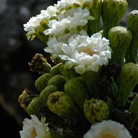 Saguaro flowers and buds