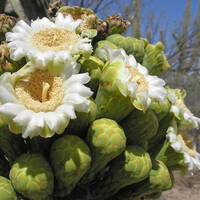 Saguaro flowers and buds