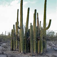 Saguaros and nurse tree