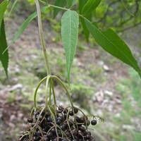 Sambucus nigra, mountain blueberry elder