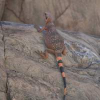 Sauromalus ater, Common Chuckwalla