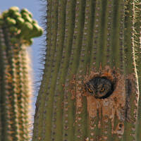 Western screech-owl peeking out of saguaro cavity