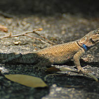 Sceloporus jarrovii, Yarrow's spiny lizard