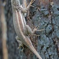 Sceloporus slevini