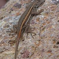 Sceloporus virgatus