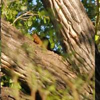 Sciurus nayaritensis, fox squirrel