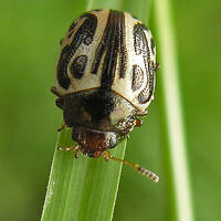 Small beetle