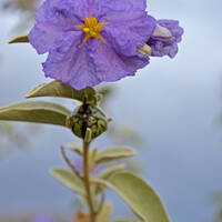 Solanum hindsianum flower and fruit