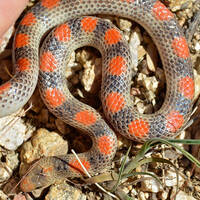 Sonora semiannulata (groundsnake)