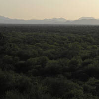 Sonora desert view