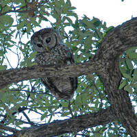 Spotted owl in oak