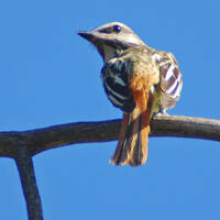 sulfer-bellied flycatcher