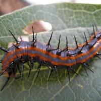 Swallowtail caterpillar
