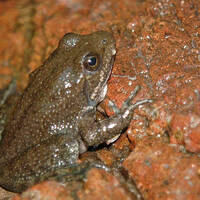 Lithobates tarahumarae, Tarahumara frog