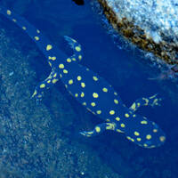 Tarahumara salamander adult (Ambystoma rosaceum)