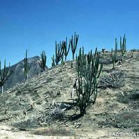 Tropical Deciduous Forest cleared for cattle (©AZ/Sonora Desert Museum)