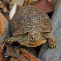 Terrapene nelsoni, spotted box turtle