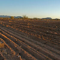 Tilling the Sonoran Desert for cattle