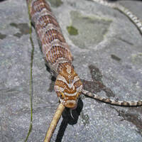 Trimorphodon lambda choked to death trying to eat Clark's spiny lizard
