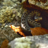 Crotalus pricei, twin-spotted rattlesnake