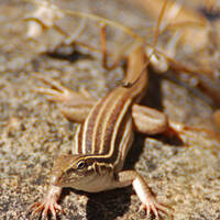 Unknown whiptail