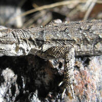 Urosaurus ornatus, ornate tree lizard