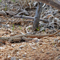 Uta stansburiana elegans