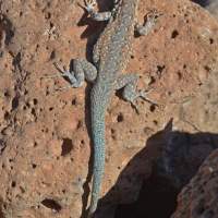 Uta stansburiana, common side-blotched lizard (Male)