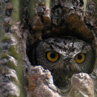 Western screech-owl in saguaro cavity