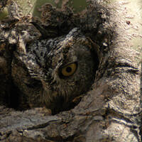Western screech-owl
