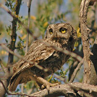 Western screech-owl perched in ironwood