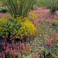 Wildflowers and ocotillo, Harquahala Mountains