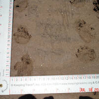 Yaqui slider tracks (Trachemys yaquia)
