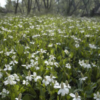 Yerba mansa flowers at El Aribabi