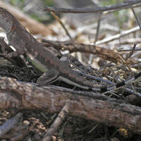 Callisaurus draconoides, zebra-tailed lizard