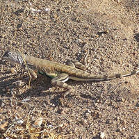 Callisaurus draconoides, zebra-tailed lizard