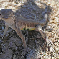 Callisaurus draconoides, zebra-tailed lizard