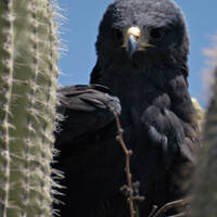 Zone-tailed hawk on nest in saguaro