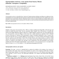 Erpetogomphus molossus, a new species from Sonora, Mexico (Odonata: Anisoptera: Gomphidae)