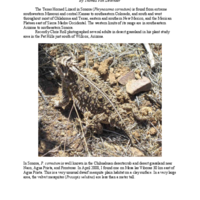 The Texas Horned Lizard in Sonora (Phrynosoma cornutum)