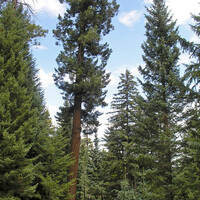 Pinaleño Mountains, Mount Graham