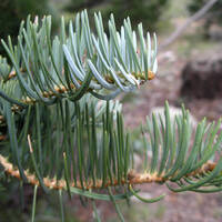 Abies concolor (white fir) needles