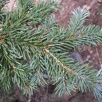 Abies lasiocarpa (corkbark fir) needles