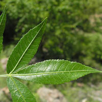 Bursera lancifolia leaf